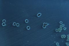 images/Salmonella enterica.jpg